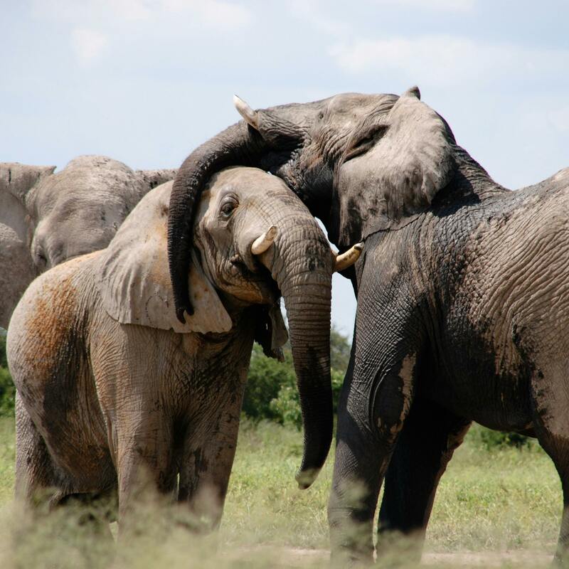 Amboseli National Reserve